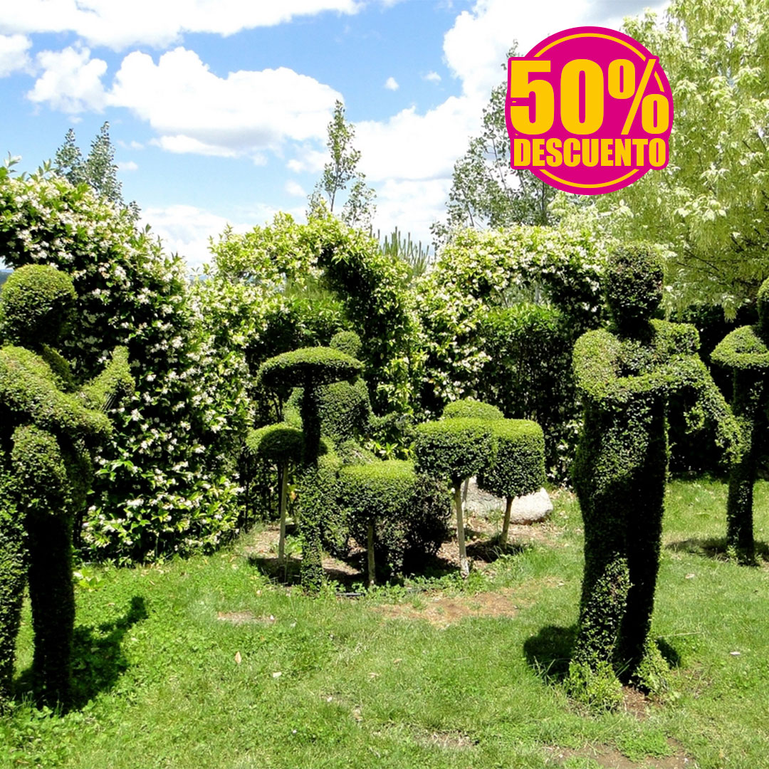 El Bosque Encantado.50% online