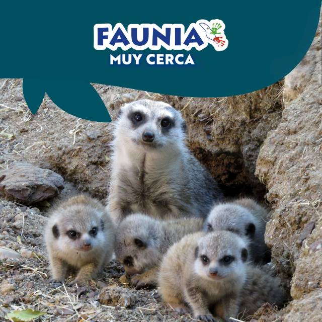 FAUNIA